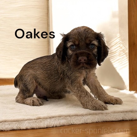 puppy, for, sale, Cocker Spaniel, Joe & Cherri  Overlease, dog, breeder, Miller, MO, dog-breeder, puppy-for-sale, forsale, nearby, find, puppyfind, locator, puppylocator, aca